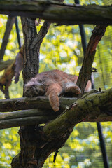 A small, fluffy brown cat-like animal sleeps curled up on a tree branch, surrounded by green foliage.