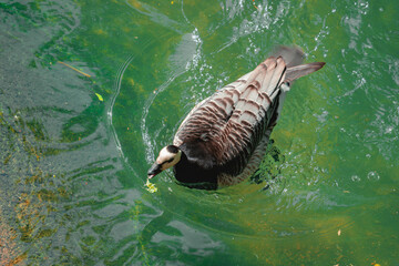 A gray and white bird with a patterned back swims through a vibrant, murky green body of water, its mouth slightly open