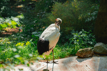 A tall, white and black bird with a red cap stands in a patch of sunlight amidst green grass and foliage