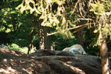 A light-colored wolf is sleeping peacefully on a small dirt hill, partially hidden by surrounding trees and branches