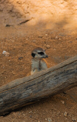 A small meerkat stands behind a wooden log in a dirt and sand enclosure, looking to the side.