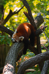 A red panda is captured mid slumber on a thick tree branch, its reddish fur glowing under a sunbeam in a lush, green setting