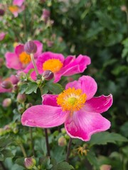 Bright pink anemone hupehensis, blooming in the garden, close-up