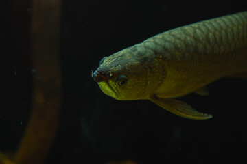 A large arowana fish with a shimmering golden body swims in dark water, its mouth open and whiskers visible.