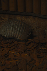 An armadillo is curled into a protective ball on a bed of dark wood chips in a dimly lit enclosure.