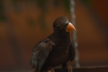 A small dark brown bird with a large orange beak is perched, looking to the side in a warm, dimly lit room.