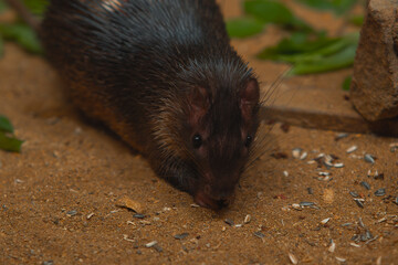 A spiny rat with dark fur is captured on the ground, sniffing at scattered sunflower seeds in its sandy enclosure.
