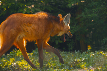 A maned wolf with vibrant reddish fur and a long snout walks on sunlit green grass with its mouth wide open, panting © Bohdan Hroshev