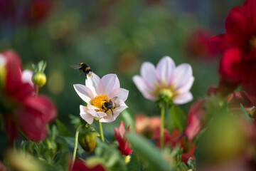 Two bumblebees on a white flower. The flower is pollinated by a bumblebee