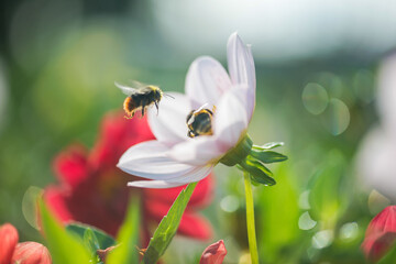 Two bumblebees on a white flower. The flower is pollinated by a bumblebee