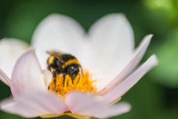 bee on flower. bumblebee on a white  flower. blossom being pollinated by a bumblebee