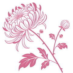 seamless pattern with chrysanthemum pink