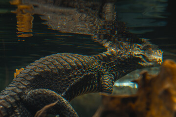 A spectacled caiman swims in a dark aquarium, with its reflection visible on the water's surface