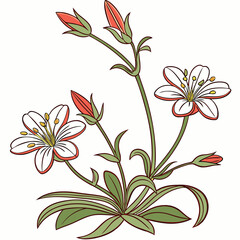 seamless pattern with cerastium fontanum