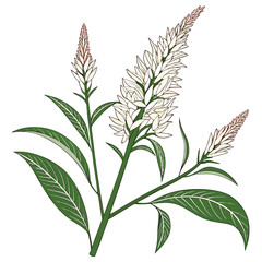 celosia white vector