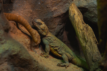 A large green lizard rests on a rock in a dark enclosure, with its body stretched out