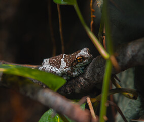 A small Amazon milk frog rests on a brown tree branch, partially hidden by green leaves.