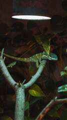 Fototapeta premium A small green and gray chameleon climbs a branching tree in a dimly lit terrarium under a light fixture
