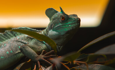 A bright green basilisk lizard rests on dark green leaves in a terrarium with a warm yellow background