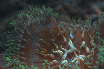 A detailed close up of a sea anemone with a reddish brown body and glowing green tipped tentacles