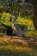 A ring tailed lemur stands on a log and looks at the camera with another black lemur next to it in a grassy enclosure at sunset