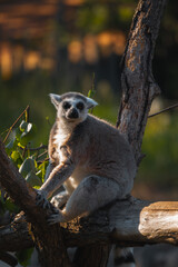 A ring tailed lemur sits on a tree branch, looking directly at the camera in a tranquil outdoor enclosure.
