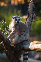 A ring tailed lemur sits on a tree branch, looking directly at the camera with large orange eyes in an outdoor enclosure