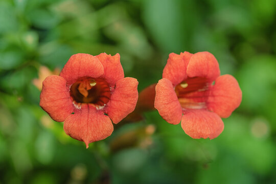 Orange tecoma flowers and green leaves. Tecoma vine.