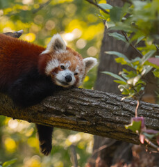 A red panda is sleeping on a tree branch, its head resting on its paws with another animal visible...