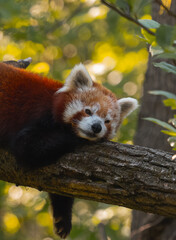 Fototapeta premium A red panda is sleeping on a tree branch, its head resting on its paws with another animal visible behind it.