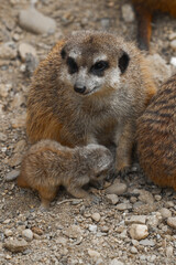 Fototapeta premium An adult meerkat sits on rocky ground, looking down at a tiny pup that is sniffing the pebbles at its feet.