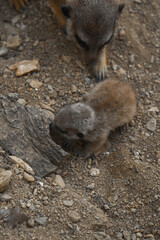A tiny meerkat pup stands on rocky ground, looking to the side, while a larger meerkat eats a piece of yellow food behind it.