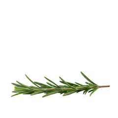 Fototapeta premium Pristine sprig of vibrant green, moist rosemary on a seamless, subtly reflective white studio background, sharp focus, shallow depth. Concept of natural freshness and culinary quality