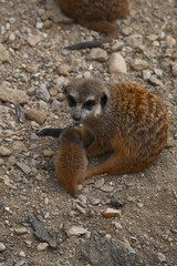 A watchful adult meerkat sits on rocky ground and looks at the camera, while a tiny, fluffy pup nestles close to its side.