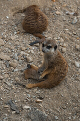A watchful adult meerkat sits on rocky ground and looks at the camera, while a tiny, fluffy pup nestles close to its side.