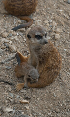 A watchful adult meerkat sits on rocky ground and looks at the camera, while a tiny, fluffy pup nestles close to its side.