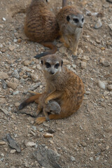 A meerkat sits on rocky ground, holding a tiny pup, and looks at the camera while other meerkats stand in the background.