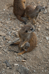A meerkat sits on rocky ground, holding a tiny pup, and looks at the camera while other meerkats stand in the background.