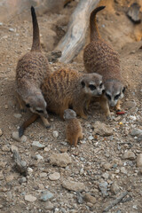 A meerkat family, with a tiny pup nestled between two adults, sits together on rocky ground.