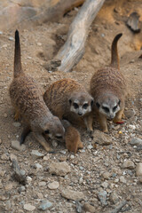 A meerkat family, with a tiny pup nestled between two adults, sits together on rocky ground.