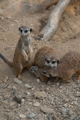 A meerkat family gathers on rocky ground, one stands sentinel while another looks at the camera, protecting a tiny pup.