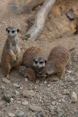 A meerkat family gathers on rocky ground, one stands sentinel while another looks at the camera, protecting a tiny pup.