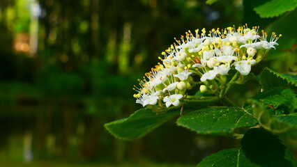 Blüte des wolligen Schneeball, Viburnum lantana (2)