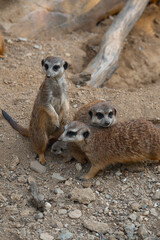 A meerkat family gathers on rocky ground, one stands sentinel while another looks at the camera, protecting a tiny pup.
