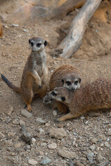A meerkat family gathers on rocky ground, one stands sentinel while another looks at the camera, protecting a tiny pup.