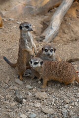 A meerkat family gathers on rocky ground, one stands sentinel while another looks at the camera, protecting a tiny pup.