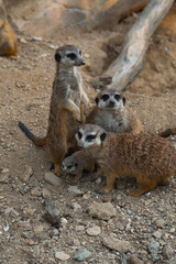 A meerkat family gathers on rocky ground, one stands sentinel while another looks at the camera, protecting a tiny pup.
