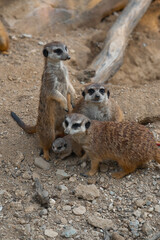A meerkat family gathers on rocky ground, one stands sentinel while another looks at the camera, protecting a tiny pup.