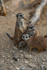 A meerkat family gathers on rocky ground, one stands sentinel while another looks at the camera, protecting a tiny pup.