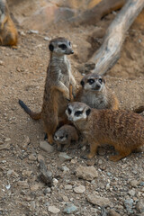 A meerkat family gathers on rocky ground, one stands sentinel while another looks at the camera, protecting a tiny pup.